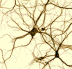 Neuronale Netze